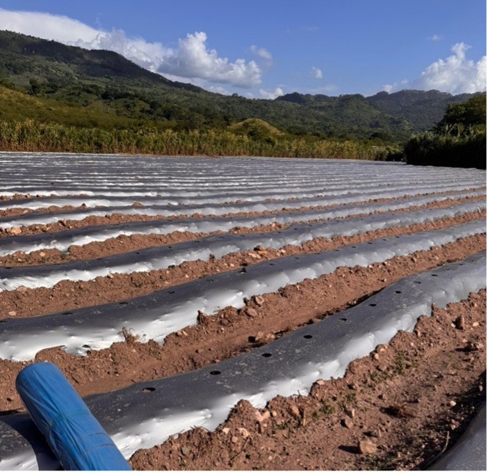 Plastico mulch liso y Perforado